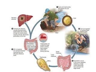 infectious disease(ameobiasis, giardiasis, leishmaniasis ...