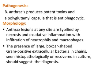 Pathogenesis:
 B. anthracis produces potent toxins and
 a polyglutamyl capsule that is antiphagocytic.
Morphology:
 Anthrax lesions at any site are typified by
  necrosis and exudative inflammation with
  infiltration of neutrophils and macrophages.
 The presence of large, boxcar-shaped
  Gram-positive extracellular bacteria in chains,
  seen histopathologically or recovered in culture,
  should suggest the diagnosis.
 