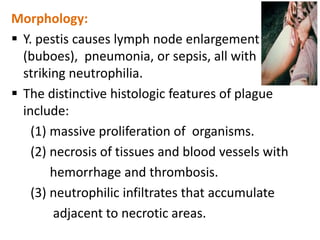 Morphology:
 Y. pestis causes lymph node enlargement
  (buboes), pneumonia, or sepsis, all with
  striking neutrophilia.
 The distinctive histologic features of plague
  include:
    (1) massive proliferation of organisms.
    (2) necrosis of tissues and blood vessels with
        hemorrhage and thrombosis.
    (3) neutrophilic infiltrates that accumulate
        adjacent to necrotic areas.
 