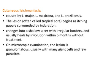 Cutaneous leishmaniasis:
 caused by L. major, L. mexicana, and L. braziliensis.
 The lesion (often called tropical sore) begins as itching
  papule surrounded by induration.
 changes into a shallow ulcer with irregular borders, and
  usually heals by involution within 6 months without
  treatment.
 On microscopic examination, the lesion is
  granulomatous, usually with many giant cells and few
  parasites.
 