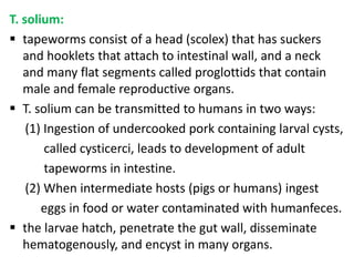 T. solium:
 tapeworms consist of a head (scolex) that has suckers
   and hooklets that attach to intestinal wall, and a neck
   and many flat segments called proglottids that contain
   male and female reproductive organs.
 T. solium can be transmitted to humans in two ways:
    (1) Ingestion of undercooked pork containing larval cysts,
        called cysticerci, leads to development of adult
        tapeworms in intestine.
    (2) When intermediate hosts (pigs or humans) ingest
       eggs in food or water contaminated with humanfeces.
 the larvae hatch, penetrate the gut wall, disseminate
   hematogenously, and encyst in many organs.
 