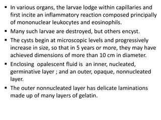  In various organs, the larvae lodge within capillaries and
  first incite an inflammatory reaction composed principally
  of mononuclear leukocytes and eosinophils.
 Many such larvae are destroyed, but others encyst.
 The cysts begin at microscopic levels and progressively
  increase in size, so that in 5 years or more, they may have
  achieved dimensions of more than 10 cm in diameter.
 Enclosing opalescent fluid is an inner, nucleated,
  germinative layer ; and an outer, opaque, nonnucleated
  layer.
 The outer nonnucleated layer has delicate laminations
  made up of many layers of gelatin.
 