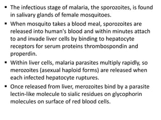  The infectious stage of malaria, the sporozoites, is found
  in salivary glands of female mosquitoes.
 When mosquito takes a blood meal, sporozoites are
  released into human's blood and within minutes attach
  to and invade liver cells by binding to hepatocyte
  receptors for serum proteins thrombospondin and
  properdin.
 Within liver cells, malaria parasites multiply rapidly, so
  merozoites (asexual haploid forms) are released when
  each infected hepatocyte ruptures.
 Once released from liver, merozoites bind by a parasite
  lectin-like molecule to sialic residues on glycophorin
  molecules on surface of red blood cells.
 