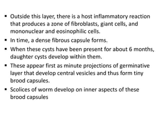  Outside this layer, there is a host inflammatory reaction
  that produces a zone of fibroblasts, giant cells, and
  mononuclear and eosinophilic cells.
 In time, a dense fibrous capsule forms.
 When these cysts have been present for about 6 months,
  daughter cysts develop within them.
 These appear first as minute projections of germinative
  layer that develop central vesicles and thus form tiny
  brood capsules.
 Scolices of worm develop on inner aspects of these
  brood capsules
 