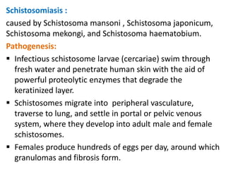 Schistosomiasis :
caused by Schistosoma mansoni , Schistosoma japonicum,
Schistosoma mekongi, and Schistosoma haematobium.
Pathogenesis:
 Infectious schistosome larvae (cercariae) swim through
  fresh water and penetrate human skin with the aid of
  powerful proteolytic enzymes that degrade the
  keratinized layer.
 Schistosomes migrate into peripheral vasculature,
  traverse to lung, and settle in portal or pelvic venous
  system, where they develop into adult male and female
  schistosomes.
 Females produce hundreds of eggs per day, around which
  granulomas and fibrosis form.
 