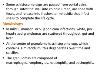  Some schistosome eggs are passed from portal veins
  through intestinal wall into colonic lumen, are shed with
  feces, and release into freshwater miracidia that infect
  snails to complete the life cycle.
Morphology:
 In mild S. mansoni or S. japonicum infections, white, pin
  head-sized granulomas are scattered throughout gut and
  liver.
 At the center of granuloma is schistosome egg, which
  contains a miracidium; this degenerates over time and
  calcifies.
 The granulomas are composed of
  macrophages, lymphocytes, neutrophils, and eosinophils.
 
