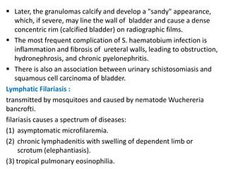  Later, the granulomas calcify and develop a "sandy" appearance,
    which, if severe, may line the wall of bladder and cause a dense
    concentric rim (calcified bladder) on radiographic films.
 The most frequent complication of S. haematobium infection is
    inflammation and fibrosis of ureteral walls, leading to obstruction,
    hydronephrosis, and chronic pyelonephritis.
 There is also an association between urinary schistosomiasis and
    squamous cell carcinoma of bladder.
Lymphatic Filariasis :
transmitted by mosquitoes and caused by nematode Wuchereria
bancrofti.
filariasis causes a spectrum of diseases:
(1) asymptomatic microfilaremia.
(2) chronic lymphadenitis with swelling of dependent limb or
     scrotum (elephantiasis).
(3) tropical pulmonary eosinophilia.
 