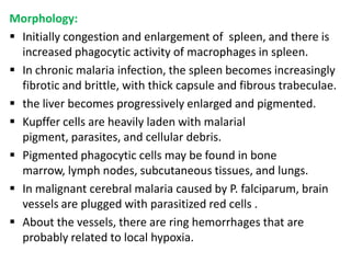 Morphology:
 Initially congestion and enlargement of spleen, and there is
  increased phagocytic activity of macrophages in spleen.
 In chronic malaria infection, the spleen becomes increasingly
  fibrotic and brittle, with thick capsule and fibrous trabeculae.
 the liver becomes progressively enlarged and pigmented.
 Kupffer cells are heavily laden with malarial
  pigment, parasites, and cellular debris.
 Pigmented phagocytic cells may be found in bone
  marrow, lymph nodes, subcutaneous tissues, and lungs.
 In malignant cerebral malaria caused by P. falciparum, brain
  vessels are plugged with parasitized red cells .
 About the vessels, there are ring hemorrhages that are
  probably related to local hypoxia.
 