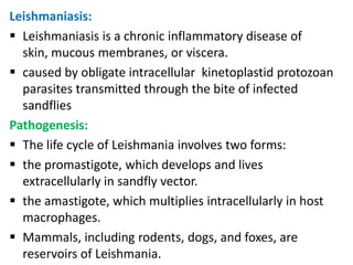 Leishmaniasis:
 Leishmaniasis is a chronic inflammatory disease of
  skin, mucous membranes, or viscera.
 caused by obligate intracellular kinetoplastid protozoan
  parasites transmitted through the bite of infected
  sandflies
Pathogenesis:
 The life cycle of Leishmania involves two forms:
 the promastigote, which develops and lives
  extracellularly in sandfly vector.
 the amastigote, which multiplies intracellularly in host
  macrophages.
 Mammals, including rodents, dogs, and foxes, are
  reservoirs of Leishmania.
 