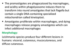 The promastigotes are phagocytosed by macrophages,
   and acidity within phagolysosome induces them to
   transform into round amastigotes that lack flagella but
   contain a single DNA-containing specialized
   mitochondrion called kinetoplast.
 Amastigotes proliferate within macrophages, and dying
   macrophages release progeny amastigotes which can
   infect additional macrophages
Morphology:
Leishmania species produce four different lesions in
humans: visceral, cutaneous, mucocutaneous, and
diffuse cutaneous.
 