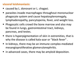 visceral leishmaniasis:
 caused by L. donovani or L. chagasi.
 parasites invade macrophages throughout mononuclear
   phagocyte system and cause hepatosplenomegaly,
   lymphadenopathy, pancytopenia, fever, and weight loss.
 Phagocytic cells crowd the bone marrow and also may
   be found in lungs, gastrointestinal tract, kidneys,
   pancreas, and testes.
 there is hyperpigmentation of skin in extremities, that is
   why the disease is called kala-azar or "black fever" .
 In kidneys, there may be an immune complex-mediated
   mesangioproliferative glomerulonephritis.
 in advanced cases, there may be amyloid deposition.
 