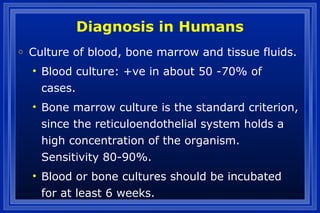 Diagnosis in Humans
o Culture of blood, bone marrow and tissue fluids.
• Blood culture: +ve in about 50 -70% of
cases.
• Bone marrow culture is the standard criterion,
since the reticuloendothelial system holds a
high concentration of the organism.
Sensitivity 80-90%.
• Blood or bone cultures should be incubated
for at least 6 weeks.
 