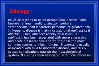 Brucellosis tends to be an occupational disease, with
farmers, animal handlers, abattoir workers,
veterinarians, and laboratory personnel at greatest risk.
In humans, disease is mainly caused by B melitensis, B
abortus, B suis, and occasionally by B canis. B
melitensis has been associated with more aggressive
and acute presentations, and worldwide is the most
common species to infect humans. B abortus is usually
associated with mild to moderate disease, and rarely
causes complications outside the musculoskeletal
system. B suis has been associated with focal abscesses.
 