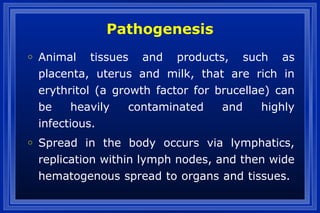 Pathogenesis
o Animal tissues and products, such as
placenta, uterus and milk, that are rich in
erythritol (a growth factor for brucellae) can
be heavily contaminated and highly
infectious.
o Spread in the body occurs via lymphatics,
replication within lymph nodes, and then wide
hematogenous spread to organs and tissues.
 