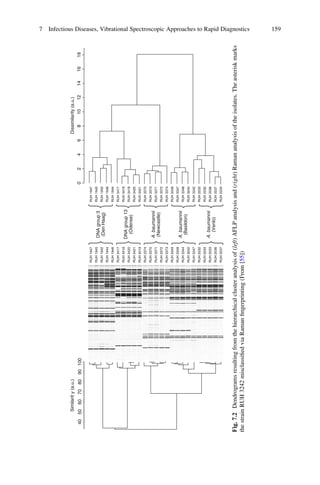 40506070
Similarity(a.u.)
8090100
RUH1947
RUH1945
RUH1942
RUH1944
RUH1946
RUH3417
RUH3418
RUH3420
RUH3421
RUH3419
RUH3374
RUH3370
RUH3371
RUH3372
RUH3373
RUH3349
RUH3348
RUH3344
RUH3242
RUH3347
RUH2032
RUH2034
RUH2033
RUH2036
RUH2037
RUH1947
RUH1945
RUH1942
RUH1946
RUH1944
RUH3417
RUH3419
RUH3418
RUH3420
RUH3421
RUH3370
RUH3373
RUH3371
RUH3372
RUH3374
RUH3349
RUH3347
RUH3348
RUH3244
RUH3342
RUH2033
RUH2032
RUH2036
RUH2037
RUH2034
DNAgroup3
(DenHaag)
DNAgroup13
(Odense)
A.baumannii
(Newcastle)
A.baumannii
(Basildon)
A.baumannii
(Venlo)
Dissimilarity(a.u.)
024681012141618
Fig.7.2Dendrogramsresultingfromthehierarchicalclusteranalysisof(left)AFLPanalysisand(right)Ramananalysisoftheisolates.Theasteriskmarks
thestrainRUH3242misclassiﬁedviaRamanﬁngerprinting(From[55])
7 Infectious Diseases, Vibrational Spectroscopic Approaches to Rapid Diagnostics 159
 