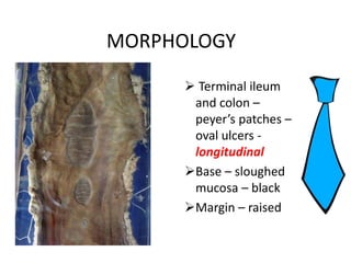 MORPHOLOGY
 Terminal ileum
and colon –
peyer’s patches –
oval ulcers -
longitudinal
Base – sloughed
mucosa – black
Margin – raised
 