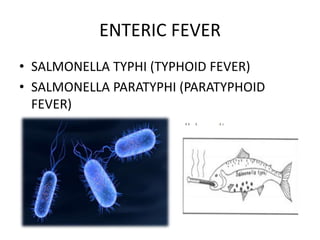 ENTERIC FEVER
• SALMONELLA TYPHI (TYPHOID FEVER)
• SALMONELLA PARATYPHI (PARATYPHOID
FEVER)
 