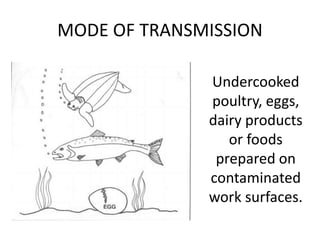 MODE OF TRANSMISSION
Undercooked
poultry, eggs,
dairy products
or foods
prepared on
contaminated
work surfaces.
 