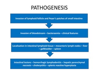 PATHOGENESIS
Invasion of lymphoid follicle and Peyer’s patches of small intestine
Invasion of bloodstream – bacteraemia – clinical features
Localisation in intestinal lymphoid tissue – mesenteric lymph nodes – liver
– gallbladder – spleen
Intestinal lesions – hemorrhagic lymphadenitis – hepatic parenchymal
necrosis – cholecystitis – splenic reactive hyperplasia
 