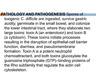 PATHOLOGY AND PATHOGENESIS Spores of
toxigenic C. difficile are ingested, survive gastric
acidity, germinate in the small bowel, and colonize
the lower intestinal tract, where they elaborate two
large toxins: toxin A (an enterotoxin) and toxin B
(a cytotoxin). These toxins initiate processes
resulting in the disruption of epithelial-cell barrier
function, diarrhea, and pseudomembrane
formation. Toxin A is a potent neutrophil
chemoattractant, and both toxins glucosylate the
guanosine triphosphate (GTP)–binding proteins of
the Rho subfamily that regulate the actin cell
cytoskeleton.
 