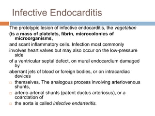 Infective Endocarditis
The prototypic lesion of infective endocarditis, the vegetation
(is a mass of platelets, fibrin, microcolonies of
microorganisms,
and scant inflammatory cells. Infection most commonly
involves heart valves but may also occur on the low-pressure
side
of a ventricular septal defect, on mural endocardium damaged
by
aberrant jets of blood or foreign bodies, or on intracardiac
devices
 themselves. The analogous process involving arteriovenous
shunts,
 arterio-arterial shunts (patent ductus arteriosus), or a
coarctation of
 the aorta is called infective endarteritis.
 