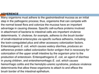 ADHERENCE
Many organisms must adhere to the gastrointestinal mucosa as an initial
step in the pathogenic process; thus, organisms that can compete with
the normal bowel flora and colonize the mucosa have an important
advantage in causing disease. Specific cell-surface proteins involved
in attachment of bacteria to intestinal cells are important virulence
determinants. V. cholerae, for example, adheres to the brush border
of small-intestinal enterocytes via specific surface adhesins, including
the toxin-coregulated pilus and other accessory colonization factors.
Enterotoxigenic E. coli, which causes watery diarrhea, produces an
adherence protein called colonization factor antigen that is necessary for
colonization of the upper small intestine by the organism prior to the
production of enterotoxin. Enteropathogenic E. coli, an agent of diarrhea
in young children, and enterohemorrhagic E. coli, which causes
hemorrhagic colitis and the hemolytic-uremic syndrome, produce virulence
determinants that allow these organisms to attach to and efface the
brush border of the intestinal epithelium.
 