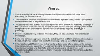 Viruses 
• Viruses are obligate intracellular parasites that depend on the host cell's metabolic 
machinery for their replication. 
• They consist of a nucleic acid genome surrounded by a protein coat (called a capsid) that is 
sometimes encased in a lipid membrane. 
• Viruses are classified by their nucleic acid genome (DNA or RNA but not both), the shape of 
the capsid (icosahedral or helical), the presence or absence of a lipid envelope, their mode 
of replication, the preferred cell type for replication (called tropism), or the type of 
pathology. 
• Because viruses are only 20 to 300 nm in size, they are best visualized with the electron 
microscope. 
• Some viral particles aggregate within the cells they infect and form characteristic inclusion 
bodies, which may be seen with the light microscope and are useful for diagnosis. 
• Cytomegalovirus (CMV)-infected cells are enlarged and show a large eosinophilic nuclear 
inclusion and smaller basophilic cytoplasmic inclusions; herpes viruses form a large nuclear 
inclusion surrounded by a clear halo; and both smallpox and rabies viruses form 
characteristic cytoplasmic inclusions. Many viruses do not produce inclusions (e.g., Epstein- 
Barr virus [EBV]). 
 