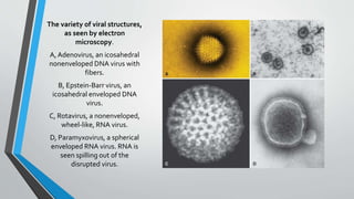 The variety of viral structures, 
as seen by electron 
microscopy. 
A, Adenovirus, an icosahedral 
nonenveloped DNA virus with 
fibers. 
B, Epstein-Barr virus, an 
icosahedral enveloped DNA 
virus. 
C, Rotavirus, a nonenveloped, 
wheel-like, RNA virus. 
D, Paramyxovirus, a spherical 
enveloped RNA virus. RNA is 
seen spilling out of the 
disrupted virus. 
 