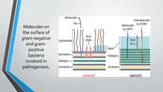 Molecules on 
the surface of 
gram-negative 
and gram-positive 
bacteria 
involved in 
pathogenesis. 
 