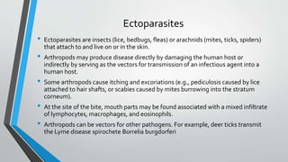 Ectoparasites 
• Ectoparasites are insects (lice, bedbugs, fleas) or arachnids (mites, ticks, spiders) 
that attach to and live on or in the skin. 
• Arthropods may produce disease directly by damaging the human host or 
indirectly by serving as the vectors for transmission of an infectious agent into a 
human host. 
• Some arthropods cause itching and excoriations (e.g., pediculosis caused by lice 
attached to hair shafts, or scabies caused by mites burrowing into the stratum 
corneum). 
• At the site of the bite, mouth parts may be found associated with a mixed infiltrate 
of lymphocytes, macrophages, and eosinophils. 
• Arthropods can be vectors for other pathogens. For example, deer ticks transmit 
the Lyme disease spirochete Borrelia burgdorferi 
 