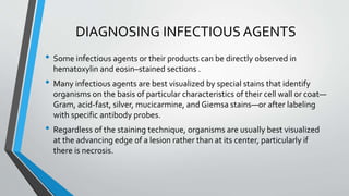DIAGNOSING INFECTIOUS AGENTS 
• Some infectious agents or their products can be directly observed in 
hematoxylin and eosin–stained sections . 
• Many infectious agents are best visualized by special stains that identify 
organisms on the basis of particular characteristics of their cell wall or coat— 
Gram, acid-fast, silver, mucicarmine, and Giemsa stains—or after labeling 
with specific antibody probes. 
• Regardless of the staining technique, organisms are usually best visualized 
at the advancing edge of a lesion rather than at its center, particularly if 
there is necrosis. 
 