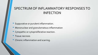 SPECTRUM OF INFLAMMATORY RESPONSES TO 
INFECTION 
• Suppurative or purulent inflammation. 
• Mononuclear and granulomatous inflammation 
• Cytopathic or cytoproliferative reaction. 
• Tissue necrosis 
• Chronic inflammation and scarring. 
 