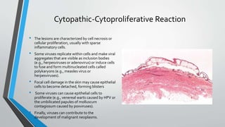 Cytopathic-Cytoproliferative Reaction 
• The lesions are characterized by cell necrosis or 
cellular proliferation, usually with sparse 
inflammatory cells. 
• Some viruses replicate within cells and make viral 
aggregates that are visible as inclusion bodies 
(e.g., herpesviruses or adenovirus) or induce cells 
to fuse and form multinucleated cells called 
polykaryons (e.g., measles virus or 
herpesviruses). 
• Focal cell damage in the skin may cause epithelial 
cells to become detached, forming blisters 
• Some viruses can cause epithelial cells to 
proliferate (e.g., venereal warts caused by HPV or 
the umbilicated papules of molluscum 
contagiosum caused by poxviruses). 
• Finally, viruses can contribute to the 
development of malignant neoplasms. 
 