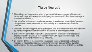 Tissue Necrosis 
• Clostridium perfringens and other organisms that secrete powerful toxins can 
cause such rapid and severe necrosis (gangrenous necrosis) that tissue damage is 
the dominant feature. 
• Because few inflammatory cells are present, these lesions resemble infarcts with 
disruption or loss of basophilic nuclear staining and preservation of cellular 
outlines. 
• Clostridia are often opportunistic pathogens that are introduced into muscle tissue 
by penetrating trauma or infection of the bowel in a neutropenic host. 
• Similarly, the parasite E. histolytica causes colonic ulcers and liver abscesses 
characterized by extensive tissue destruction with liquefactive necrosis and 
without a prominent inflammatory infiltrate. 
• By entirely different mechanisms, viruses can cause widespread and severe 
necrosis of host cells associated with inflammation, as exemplified by total 
destruction of the temporal lobes of the brain by herpesvirus or the liver by HBV. 
 