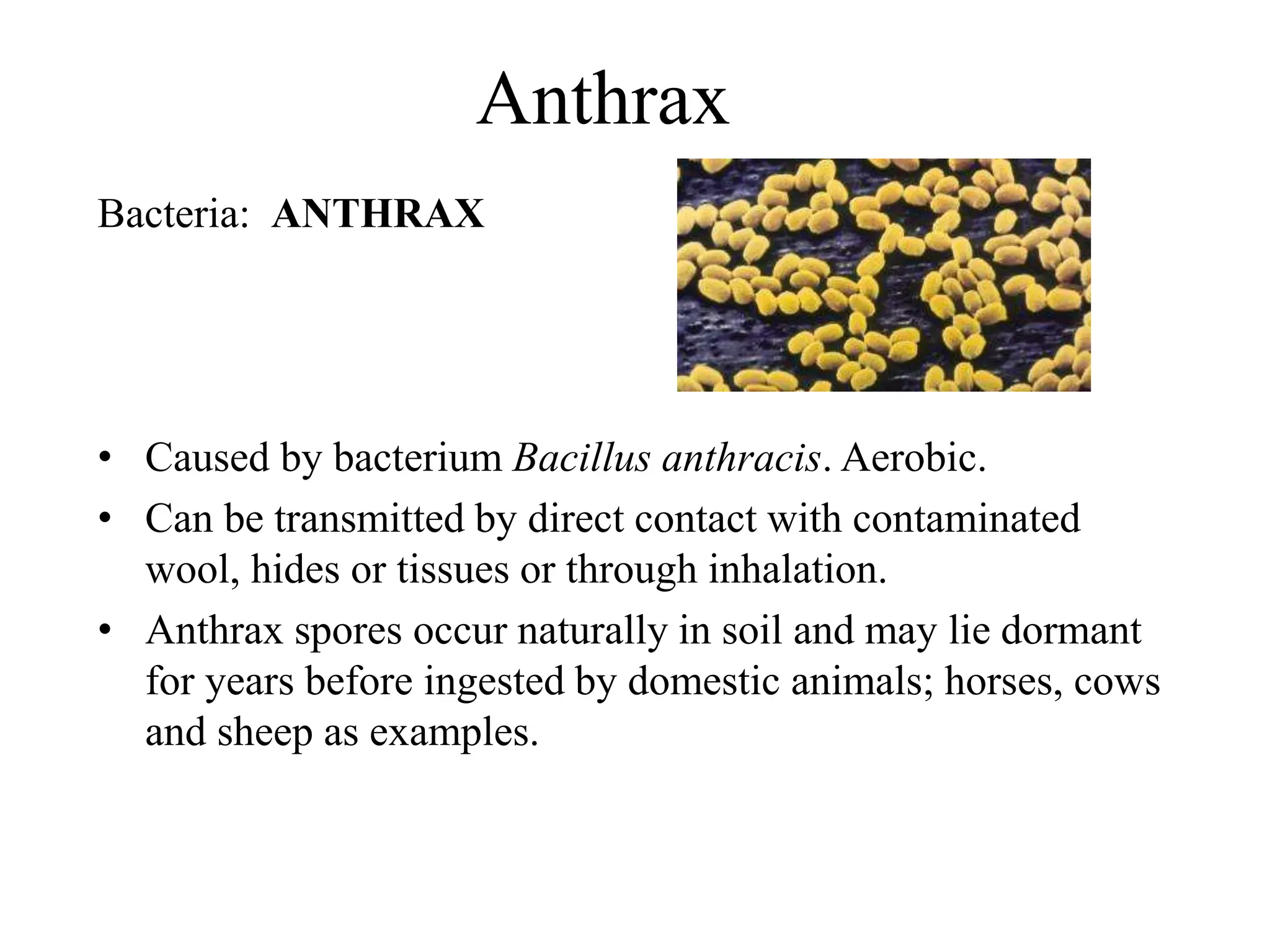 Anthrax
Bacteria: ANTHRAX
• Caused by bacterium Bacillus anthracis. Aerobic.
• Can be transmitted by direct contact with contaminated
wool, hides or tissues or through inhalation.
• Anthrax spores occur naturally in soil and may lie dormant
for years before ingested by domestic animals; horses, cows
and sheep as examples.
 