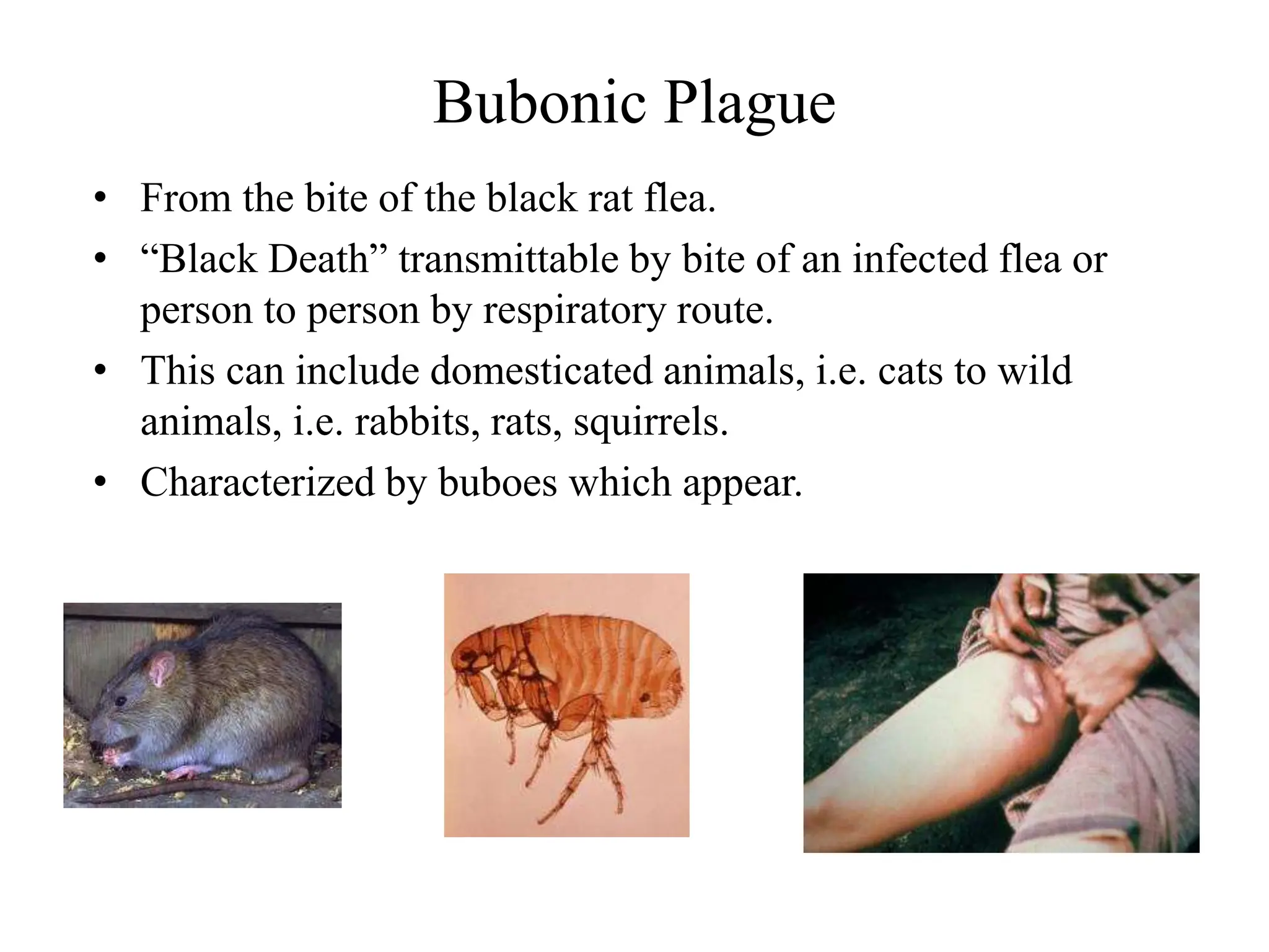 Bubonic Plague
• From the bite of the black rat flea.
• “Black Death” transmittable by bite of an infected flea or
person to person by respiratory route.
• This can include domesticated animals, i.e. cats to wild
animals, i.e. rabbits, rats, squirrels.
• Characterized by buboes which appear.
 