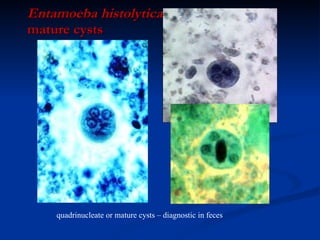 Entamoeba histolytica  mature   cysts quadrinucleate or mature cysts – diagnostic in feces 