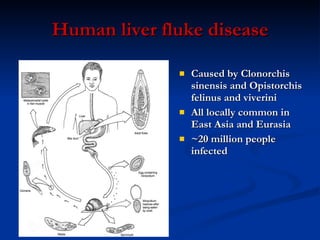 Human liver fluke disease Caused by Clonorchis sinensis and Opistorchis felinus and viverini All locally common in East Asia and Eurasia ~20 million people infected 