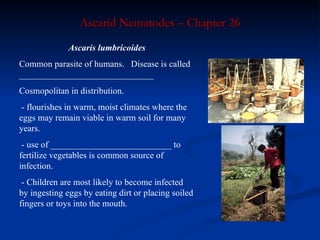 Ascarid Nematodes – Chapter 26 Ascaris lumbricoides Common parasite of humans.  Disease is called ______________________________ Cosmopolitan in distribution.   - flourishes in warm, moist climates where the eggs may remain viable in warm soil for many years.   - use of ___________________________ to fertilize vegetables is common source of infection.   - Children are most likely to become infected by ingesting eggs by eating dirt or placing soiled fingers or toys into the mouth. 