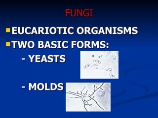 FUNGI EUCARIOTIC ORGANISMS TWO BASIC FORMS: - YEASTS - MOLDS  
