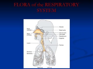 FLORA of the RESPIRATORY SYSTEM 