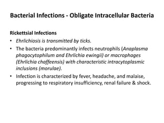 Bacterial Infections - Obligate Intracellular Bacteria
Rickettsial Infections
• Ehrlichiosis is transmitted by ticks.
• The bacteria predominantly infects neutrophils (Anaplasma
phagocytophilum and Ehrlichia ewingii) or macrophages
(Ehrlichia chaffeensis) with characteristic intracytoplasmic
inclusions (morulae).
• Infection is characterized by fever, headache, and malaise,
progressing to respiratory insufficiency, renal failure & shock.
 