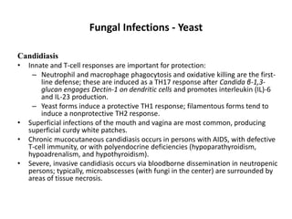 Fungal Infections - Yeast
Candidiasis
• Innate and T-cell responses are important for protection:
– Neutrophil and macrophage phagocytosis and oxidative killing are the first-
line defense; these are induced as a TH17 response after Candida β-1,3-
glucan engages Dectin-1 on dendritic cells and promotes interleukin (IL)-6
and IL-23 production.
– Yeast forms induce a protective TH1 response; filamentous forms tend to
induce a nonprotective TH2 response.
• Superficial infections of the mouth and vagina are most common, producing
superficial curdy white patches.
• Chronic mucocutaneous candidiasis occurs in persons with AIDS, with defective
T-cell immunity, or with polyendocrine deficiencies (hypoparathyroidism,
hypoadrenalism, and hypothyroidism).
• Severe, invasive candidiasis occurs via bloodborne dissemination in neutropenic
persons; typically, microabscesses (with fungi in the center) are surrounded by
areas of tissue necrosis.
 