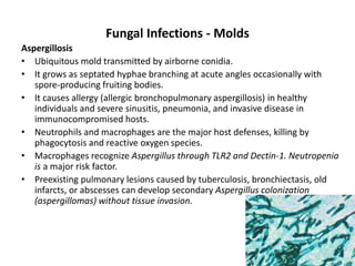 Fungal Infections - Molds
Aspergillosis
• Ubiquitous mold transmitted by airborne conidia.
• It grows as septated hyphae branching at acute angles occasionally with
spore-producing fruiting bodies.
• It causes allergy (allergic bronchopulmonary aspergillosis) in healthy
individuals and severe sinusitis, pneumonia, and invasive disease in
immunocompromised hosts.
• Neutrophils and macrophages are the major host defenses, killing by
phagocytosis and reactive oxygen species.
• Macrophages recognize Aspergillus through TLR2 and Dectin-1. Neutropenia
is a major risk factor.
• Preexisting pulmonary lesions caused by tuberculosis, bronchiectasis, old
infarcts, or abscesses can develop secondary Aspergillus colonization
(aspergillomas) without tissue invasion.
 