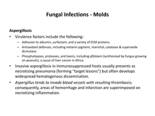 Fungal Infections - Molds
Aspergillosis
• Virulence factors include the following:
– Adhesion to albumin, surfactant, and a variety of ECM proteins.
– Antioxidant defenses, including melanin pigment, mannitol, catalases & superoxide
dismutase.
– Phospholipases, proteases, and toxins, including aflatoxin (synthesized by fungus growing
on peanuts), a cause of liver cancer in Africa.
• Invasive aspergillosis in immunosuppressed hosts usually presents as
necrotizing pneumonia (forming “target lesions”) but often develops
widespread hematogenous dissemination.
• Aspergillus tends to invade blood vessels with resulting thrombosis;
consequently, areas of hemorrhage and infarction are superimposed on
necrotizing inflammation.
 