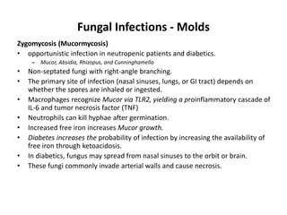 Fungal Infections - Molds
Zygomycosis (Mucormycosis)
• opportunistic infection in neutropenic patients and diabetics.
– Mucor, Absidia, Rhizopus, and Cunninghamella
• Non-septated fungi with right-angle branching.
• The primary site of infection (nasal sinuses, lungs, or GI tract) depends on
whether the spores are inhaled or ingested.
• Macrophages recognize Mucor via TLR2, yielding a proinflammatory cascade of
IL-6 and tumor necrosis factor (TNF)
• Neutrophils can kill hyphae after germination.
• Increased free iron increases Mucor growth.
• Diabetes increases the probability of infection by increasing the availability of
free iron through ketoacidosis.
• In diabetics, fungus may spread from nasal sinuses to the orbit or brain.
• These fungi commonly invade arterial walls and cause necrosis.
 