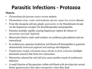 Parasitic Infections - Protozoa
Malaria
• Plasmodium falciparum causes severe malaria
• Plasmodium vivax, ovale, and malariae species cause less severe disease.
• From the mosquito salivary gland, sporozoites in the bloodstream invade
via the hepatocyte receptor for thrombospondin and properdin.
• Parasites multiply rapidly causing hepatocyte rupture & release of
merozoites (asexual, haploid).
• Merozoites bind to sialic acid residues on erythrocyt glycophorin and are
internalized.
• In erythrocytes, parasites hydrolyze red blood cell hemoglobin to generate
characteristic hemozoin pigment and undergo development.
• Trophozoites (single chromatin mass) divide to form schizonts (multiple
chromatin masses) that form new merozoites.
• Merozoites released by red cell lysis cause another round of erythrocyte
infection.
• A small fraction of the parasites within red blood cells develop into sexual
forms (gametocytes) that infect mosquitoes when they feed.
 