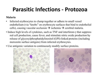 Parasitic Infections - Protozoa
Malaria
• Infected erythrocytes to clump together or adhere to small vessel
endothelium (via “knobs” on erythrocyte surfaces that bind to endothelial
cells), causing vascular occlusion  ischemia  cerebral malaria.
• Induce high levels of cytokines, such as TNF and interferon-γ that suppress
red cell production, cause fever, and stimulate nitric oxide production by
release of glycosylphosphatidylinositol (GPI)-linked proteins (including
merozoite surface antigens) from infected erythrocytes.
• Use antigenic variation to continuously modify surface proteins.
 