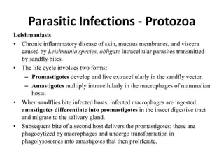 Parasitic Infections - Protozoa
Leishmaniasis
• Chronic inflammatory disease of skin, mucous membranes, and viscera
caused by Leishmania species, obligate intracellular parasites transmitted
by sandfly bites.
• The life cycle involves two forms:
– Promastigotes develop and live extracellularly in the sandfly vector.
– Amastigotes multiply intracellularly in the macrophages of mammalian
hosts.
• When sandflies bite infected hosts, infected macrophages are ingested;
amastigotes differentiate into promastigotes in the insect digestive tract
and migrate to the salivary gland.
• Subsequent bite of a second host delivers the promastigotes; these are
phagocytized by macrophages and undergo transformation in
phagolysosomes into amastigotes that then proliferate.
 