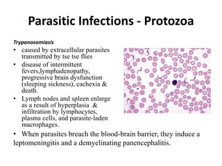 Parasitic Infections - Protozoa
Trypanosomiasis
• caused by extracellular parasites
transmitted by tse tse flies
• disease of intermittent
fevers,lymphadenopathy,
progressive brain dysfunction
(sleeping sickness), cachexia &
death.
• Lymph nodes and spleen enlarge
as a result of hyperplasia &
infiltration by lymphocytes,
plasma cells, and parasite-laden
macrophages.
• When parasites breach the blood-brain barrier, they induce a
leptomeningitis and a demyelinating panencephalitis.
 